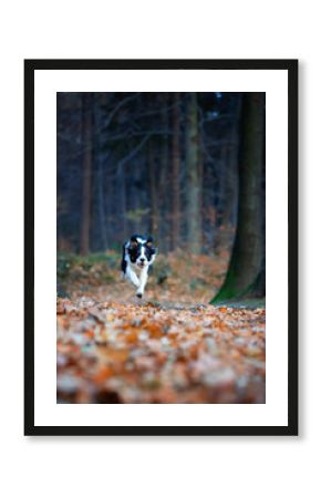 Border collie. Rasowy pies. Szkolenie psów. Inteligentne psy. Portrety psów. Zabawa ze zwierzakiem. Psie sesje zdjęciowe. Śmieszne psy. Słodki pies. Ulubieniec. Urocza poza.