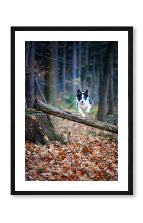 Border collie. Rasowy pies. Szkolenie psów. Inteligentne psy. Portrety psów. Zabawa ze zwierzakiem. Psie sesje zdjęciowe. Śmieszne psy. Słodki pies. Ulubieniec. Urocza poza.