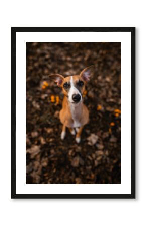 Whippet jasny rudy oczekuje na smakołyka
