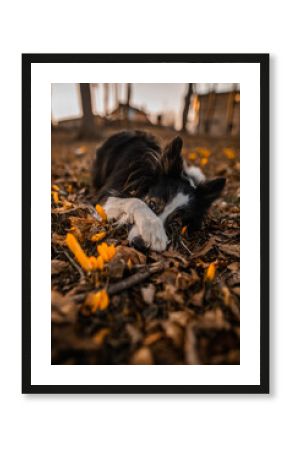 Border collie wykonuje sztuczkę wstydź się łapa na pyszczku