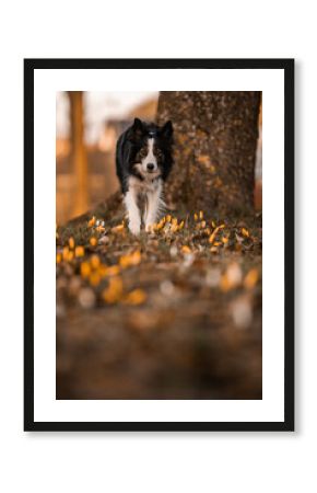 Border collie skrada się po polu z krokusami