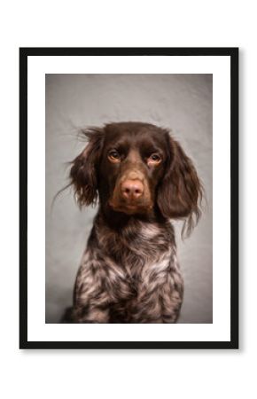 Goofy dog
