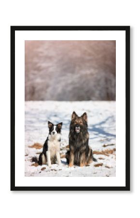 Owczarek niemiecki. Border collie. Rasowy pies. Szkolenie psów. Inteligentne psy. Portrety psów. Zabawa ze zwierzakiem. Psie sesje zdjęciowe na letniej łące. śmieszne psy. Pupile.