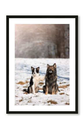 Owczarek niemiecki. Border collie. Rasowy pies. Szkolenie psów. Inteligentne psy. Portrety psów. Zabawa ze zwierzakiem. Psie sesje zdjęciowe na letniej łące. śmieszne psy. Pupile.