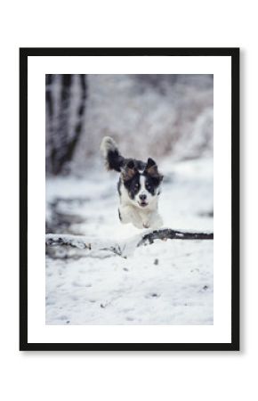 Border collie. Rasowy pies. Szkolenie psów. Inteligentne psy. Portrety psów. Zabawa ze zwierzakiem. Psie sesje zdjęciowe. Śmieszne psy. Słodki pies. Ulubieniec. Urocza poza.