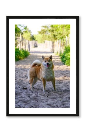 Shiba Inu