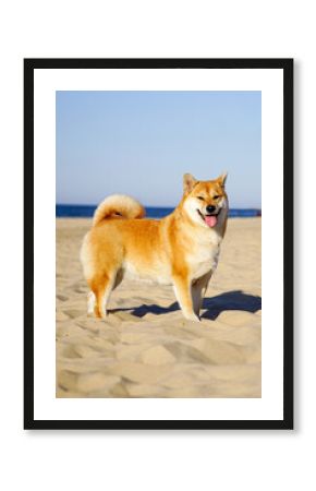 Shiba Inu
