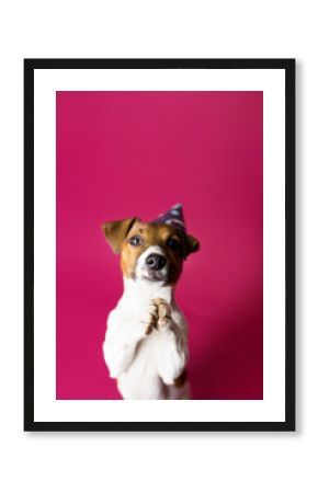 Wesoły pies robi śmieszne miny, prosi i pozuje do zdjęć,  jack rassel terier, Dog begging for food or treat standing on hind legs against solid color backdrop 