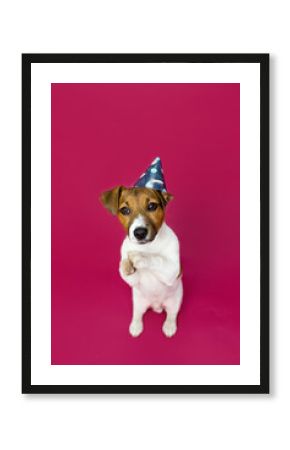 Wesoły pies robi śmieszne miny, prosi i pozuje do zdjęć,  jack rassel terier, Dog begging for food or treat standing on hind legs against solid color backdrop 