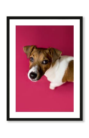 Wesoły pies robi śmieszne miny, prosi i pozuje do zdjęć,  jack rassel terier, Dog begging for food or treat standing on hind legs against solid color backdrop 