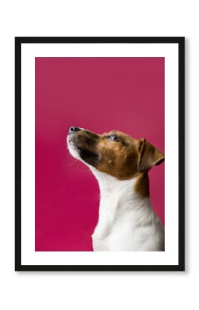 Wesoły pies robi śmieszne miny, prosi i pozuje do zdjęć,  jack rassel terier, Dog begging for food or treat standing on hind legs against solid color backdrop 
