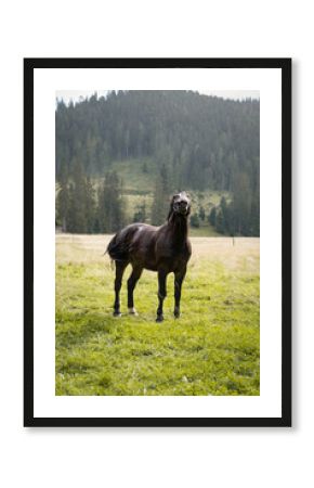 Goofy horse