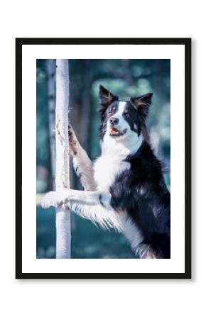 Border collie. Rasowy pies. Szkolenie psów. Inteligentne psy. Portrety psów. Zabawa ze zwierzakiem. Psie sesje zdjęciowe. Śmieszne psy. Słodki pies. Ulubieniec. Urocza poza.