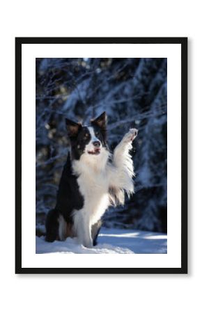 Border collie. Rasowy pies. Szkolenie psów. Inteligentne psy. Portrety psów. Zabawa ze zwierzakiem. Psie sesje zdjęciowe. Śmieszne psy. Słodki pies. Ulubieniec. Urocza poza.