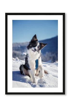 Border collie. Rasowy pies. Szkolenie psów. Inteligentne psy. Portrety psów. Zabawa ze zwierzakiem. Psie sesje zdjęciowe. Śmieszne psy. Słodki pies. Ulubieniec. Urocza poza.