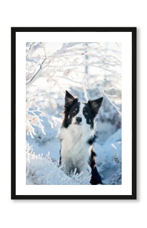 Border collie. Rasowy pies. Szkolenie psów. Inteligentne psy. Portrety psów. Zabawa ze zwierzakiem. Psie sesje zdjęciowe. Śmieszne psy. Słodki pies. Ulubieniec. Urocza poza.