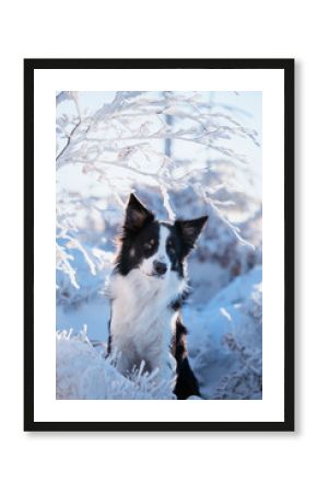 Border collie. Rasowy pies. Szkolenie psów. Inteligentne psy. Portrety psów. Zabawa ze zwierzakiem. Psie sesje zdjęciowe. Śmieszne psy. Słodki pies. Ulubieniec. Urocza poza.
