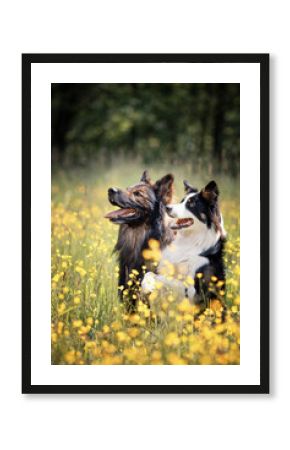 Owczarek niemiecki. Border collie. Rasowy pies. Szkolenie psów. Inteligentne psy. Portrety psów. Zabawa ze zwierzakiem. Psie sesje zdjęciowe na letniej łące. śmieszne psy. Pupile. 