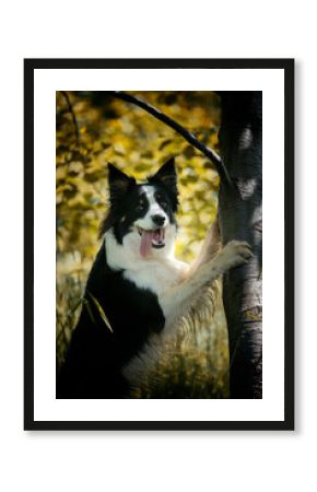 Border collie. Rasowy pies. Szkolenie psów. Inteligentne psy. Portrety psów. Zabawa ze zwierzakiem. Psie sesje zdjęciowe. Śmieszne psy. Słodki pies. Ulubieniec. Urocza poza.