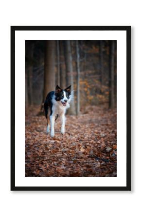 Border collie. Rasowy pies. Szkolenie psów. Inteligentne psy. Portrety psów. Zabawa ze zwierzakiem. Psie sesje zdjęciowe. Śmieszne psy. Słodki pies. Ulubieniec. Urocza poza.