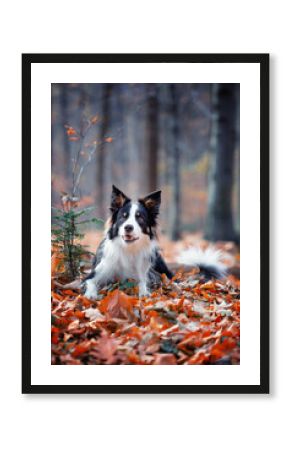 Border collie. Rasowy pies. Szkolenie psów. Inteligentne psy. Portrety psów. Zabawa ze zwierzakiem. Psie sesje zdjęciowe. Śmieszne psy. Słodki pies. Ulubieniec. Urocza poza.
