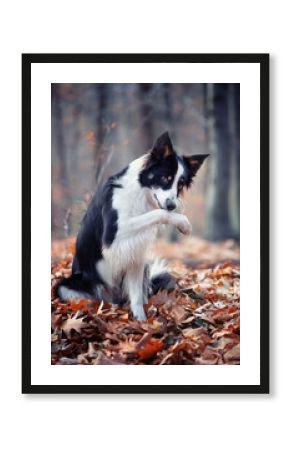 Border collie. Rasowy pies. Szkolenie psów. Inteligentne psy. Portrety psów. Zabawa ze zwierzakiem. Psie sesje zdjęciowe. Śmieszne psy. Słodki pies. Ulubieniec. Urocza poza.