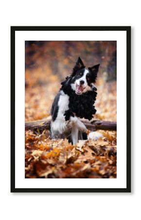 Border collie. Rasowy pies. Szkolenie psów. Inteligentne psy. Portrety psów. Zabawa ze zwierzakiem. Psie sesje zdjęciowe. Śmieszne psy. Słodki pies. Ulubieniec. Urocza poza.