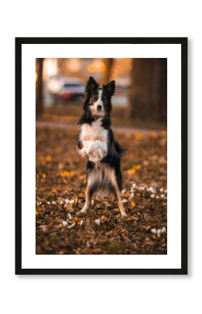 Border collie stoi na dwóch łapach