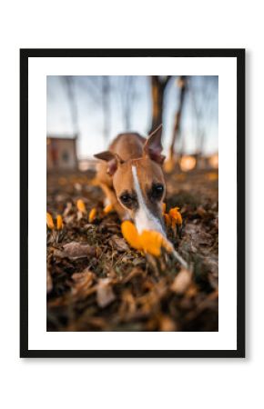 Chart angielski whippet wącha kwiat krokus
