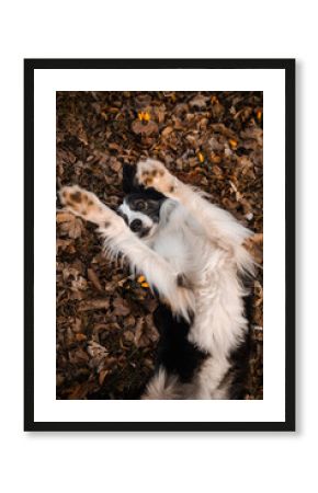 Border collie leży na grzbiecie i macha łapami