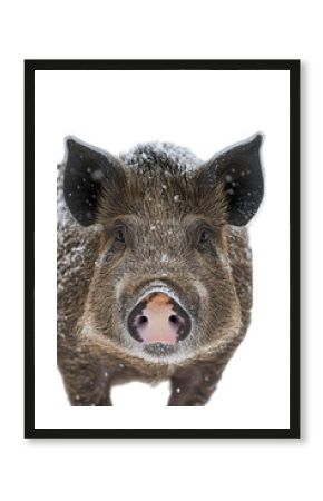 Isolated Wild Boar Face