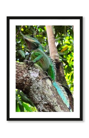 Grüne Wasseragame