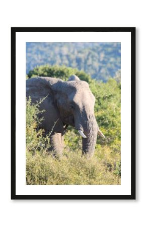 Elephant, Kariega Private Game Reserve